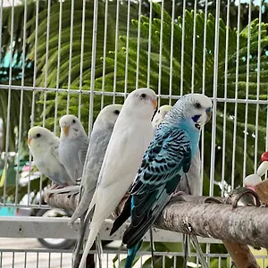 B-5 Aprt. Tipo Sonidos De Aves. Jarabacoa